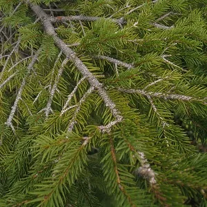 Хвойные опилки оптом в Одинцово купить - оперативная доставка по всей России