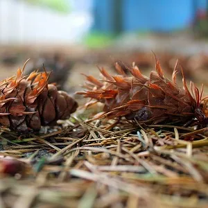 Хвойные опилки оптом в Одинцово от завода-производителя Лигнум Ресурс