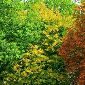 Лиственные опилки оптом в Одинцово купить - оперативная доставка по всей России