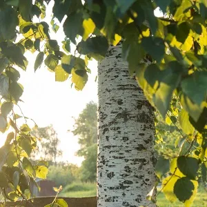 Опилки березовые оптом в Одинцово купить - оперативная доставка по всей России