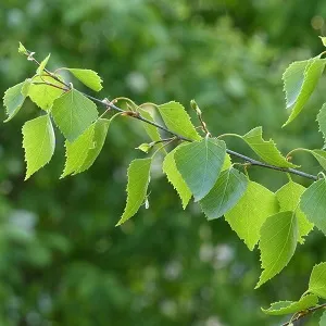 Опилки березовые оптом в Одинцово от завода-производителя Лигнум Ресурс