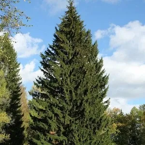 Еловые опилки оптом в Одинцово купить - оперативная доставка по всей России