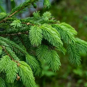 Еловые опилки оптом в Одинцово от завода-производителя Лигнум Ресурс