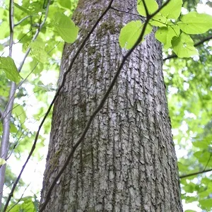 Опилки липовые оптом в Одинцово купить - оперативная доставка по всей России