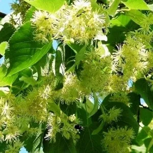 Опилки липовые оптом в Одинцово от завода-производителя Лигнум Ресурс