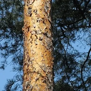 Сосновые опилки оптом в Одинцово купить - оперативная доставка по всей России