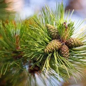 Сосновые опилки оптом в Одинцово от завода-производителя Лигнум Ресурс