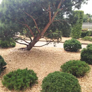 Хвойная щепа оптом в Одинцово купить - оперативная доставка по всей России